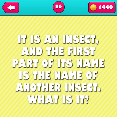 Beetle
